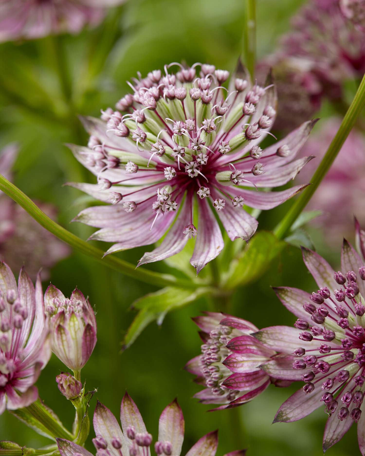 Stjerneskærm 'Sparkling Stars Pink'